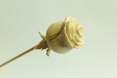 Rózsa mogyoróból